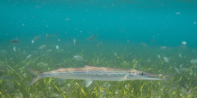 Hornhecht mit charakteristischem langen Schnabel an der Ostsee
