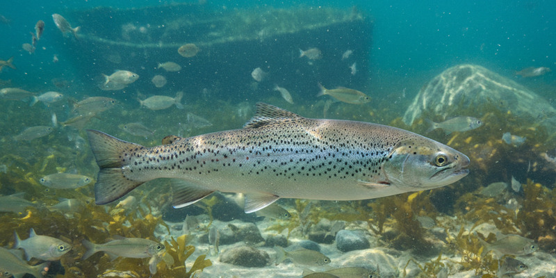 Silberne Meerforelle frisch gefangen an der dänischen Ostseeküste