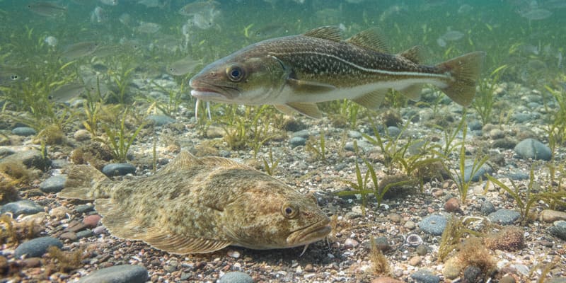 Plattfisch beim Brandungsangeln an der dänischen Küste gefangen