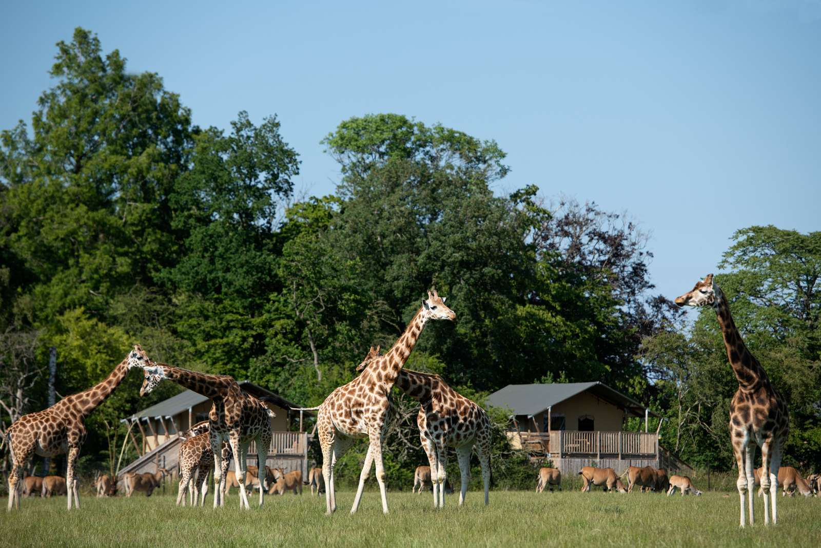 Giraffen im Knuthenborg Safaripark